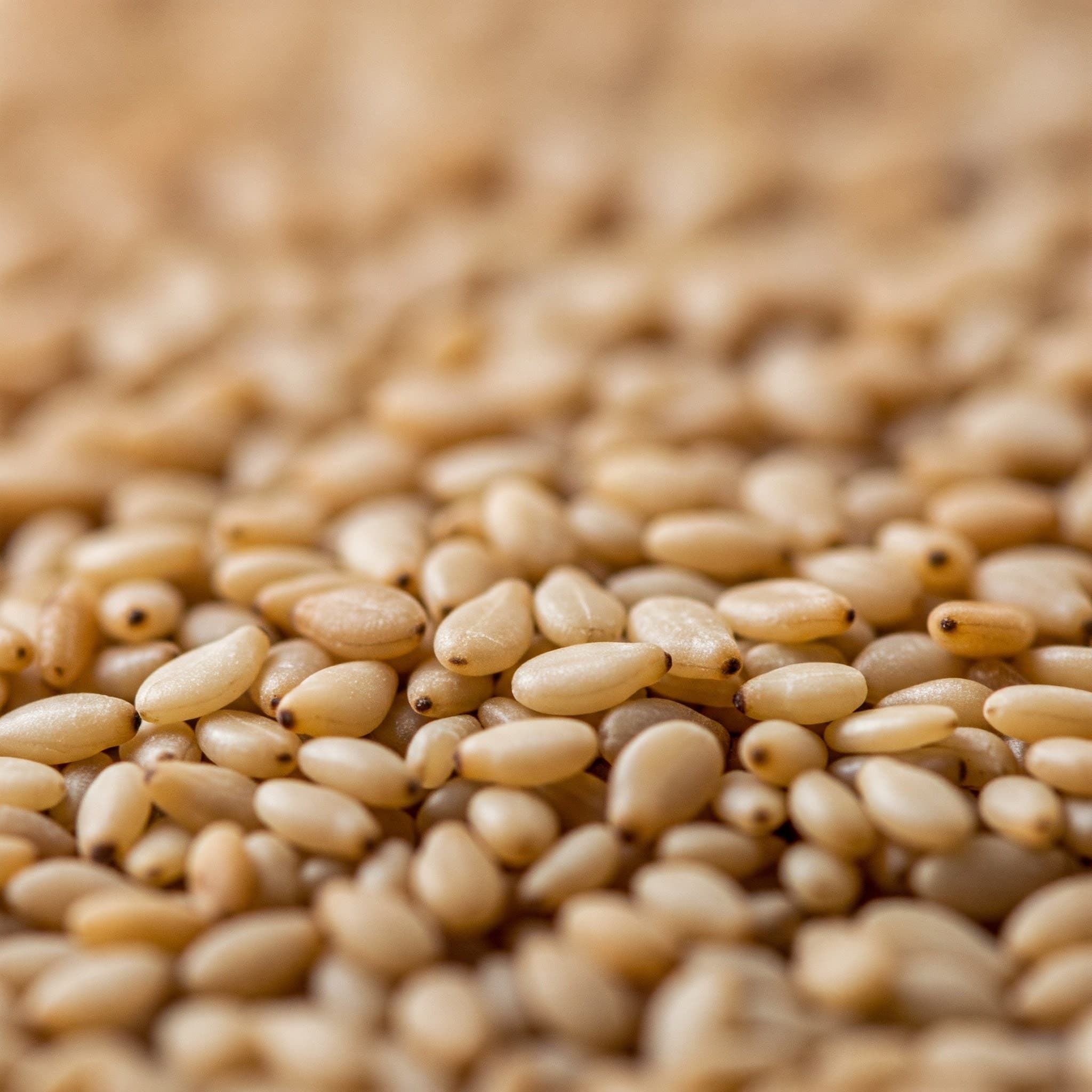Sesame Seed