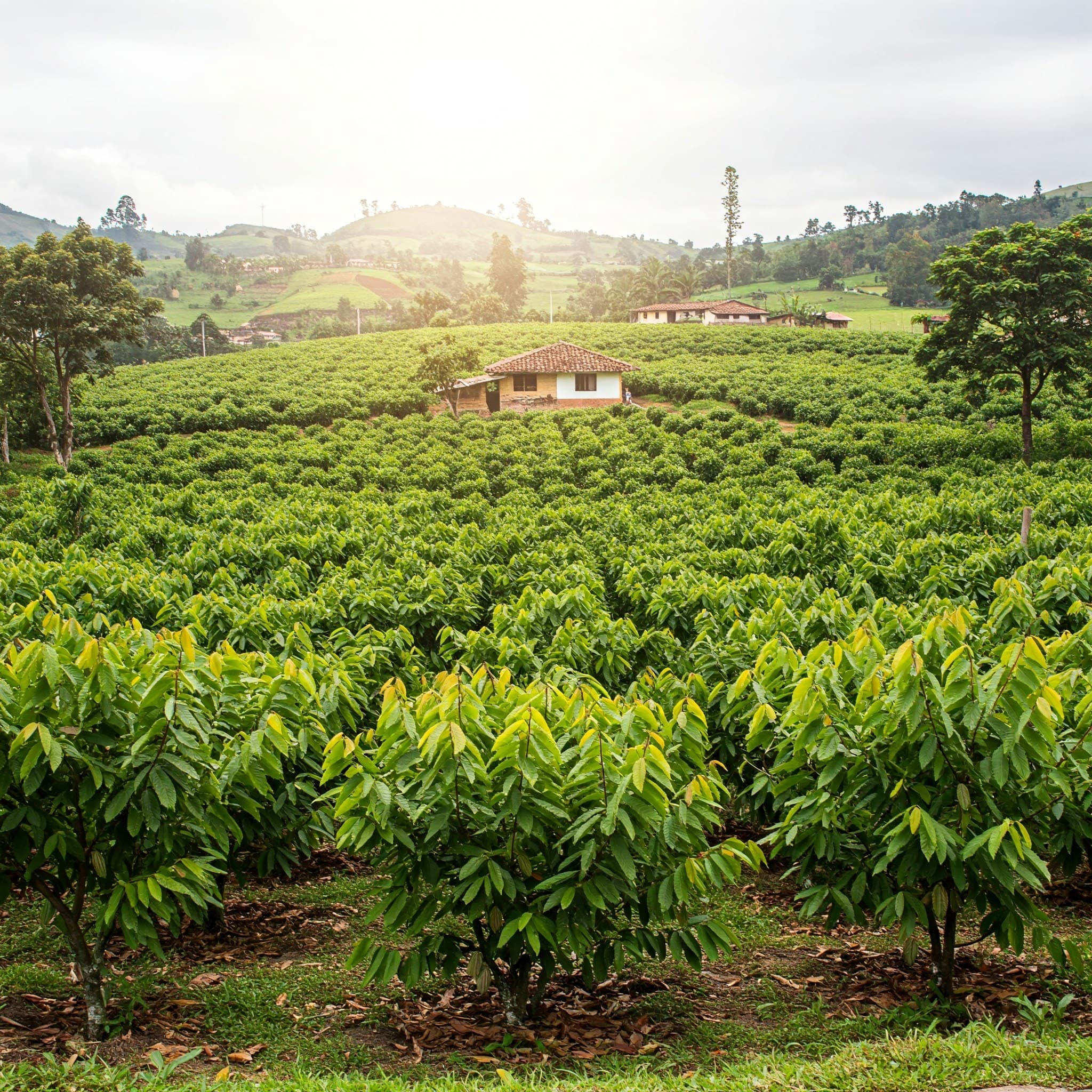 Nigerian farmland